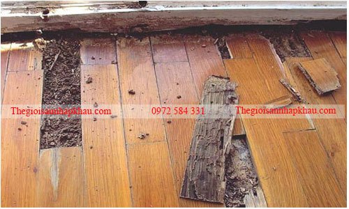 Sàn gỗ công nghiệp bị mối mọt sau một thời gian sử dụng